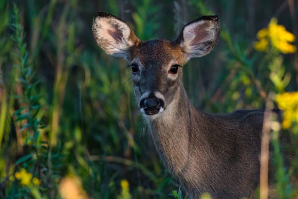 istock Elegant white-tailed deer  in a lush, green meadow with a blurry background 1742070404