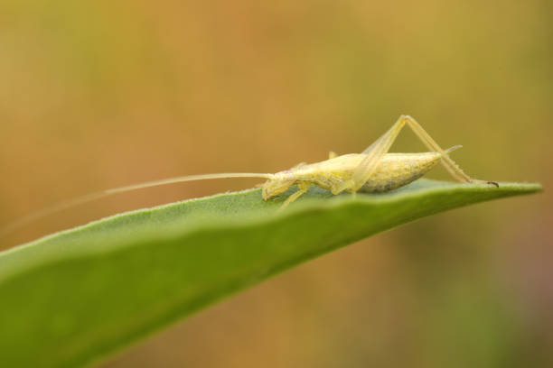 Speckled bush-cricket on a autumn leaf in night