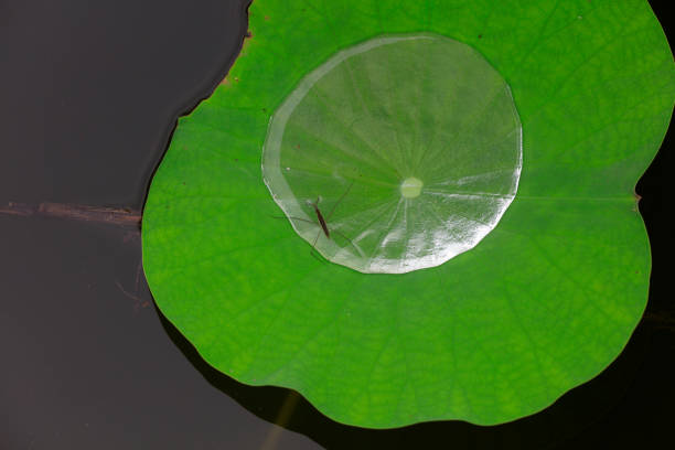 Water strider perches on wild plants, North China
