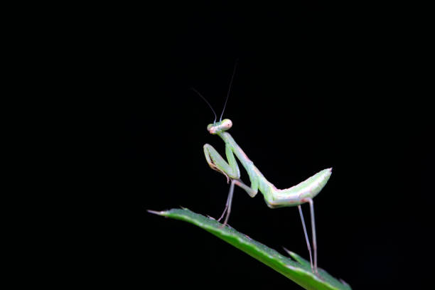 Moss mantis, Majangella moultoni