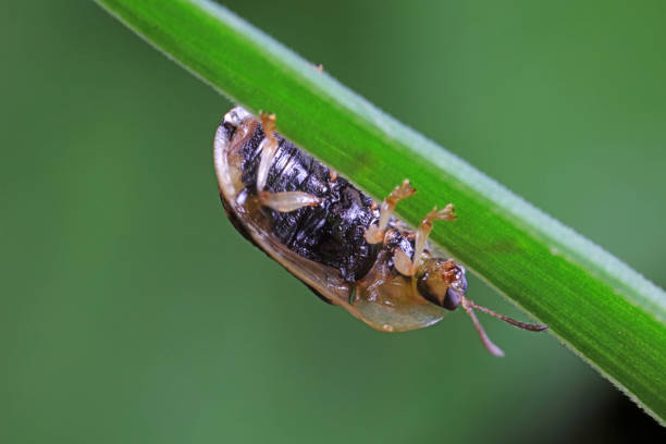 istock Carabidae insect live on green leaves 1742072021