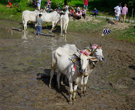 Chau Doc, Vietnam - Sep 3, 2017. Ox racing on rice field at sunny day. Ox racing is an annual community cultural activity in the flood season.