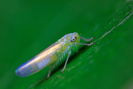 Leafhoppers live on wild plants in North China