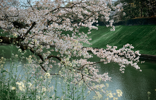 Cherry blossom season in Tokyo, Japan. Watching the cherry blossoms (hanami) is one of the biggest festivals in Japan.