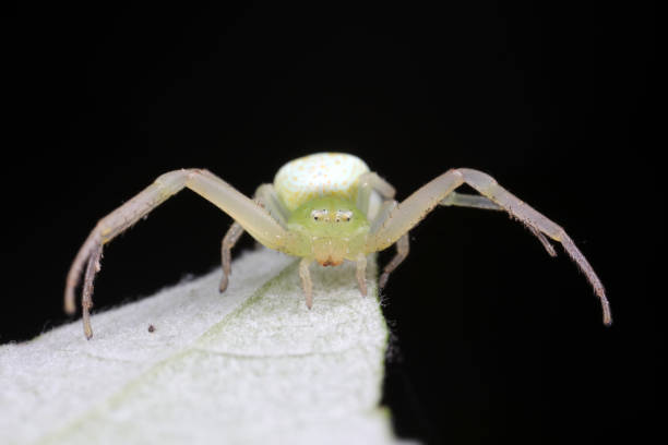 istock Spiders on wild plants, North China 1742082168
