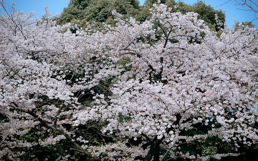 Iwate park in spring