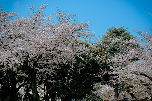 Cherry blossom season (hanami) at the public park in Tokyo, Japan.