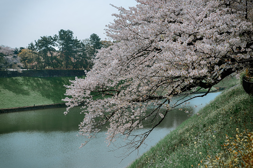 Cherry blossom season (hanami) at the public park in Tokyo, Japan.