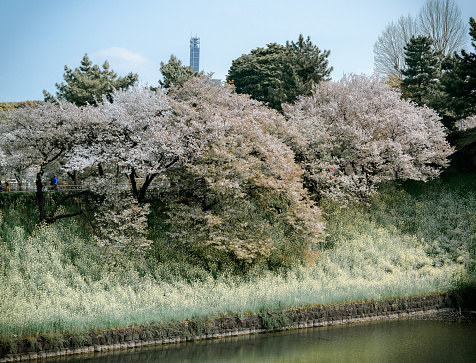 Cherry blossom season in Tokyo, Japan. Watching the cherry blossoms (hanami) is one of the biggest festivals in Japan.