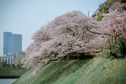 Cherry blossom season in Tokyo, Japan. Watching the cherry blossoms (hanami) is one of the biggest festivals in Japan.