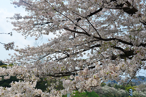 Cherry blossom season (hanami) at the public park in Tokyo, Japan.