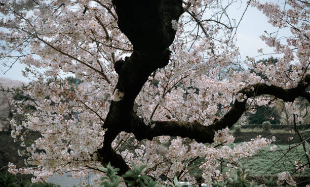 istock Cherry blossom season in Tokyo, Japan 1742084302