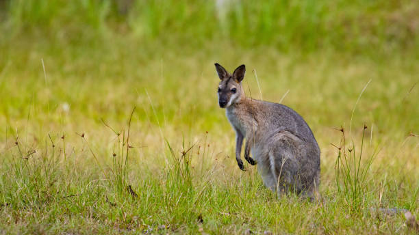 istock Adorable eastern grey kangaroo looking at camera with ocean in the background spotted in Hat Head National Park, NSW, Australia 1742085179