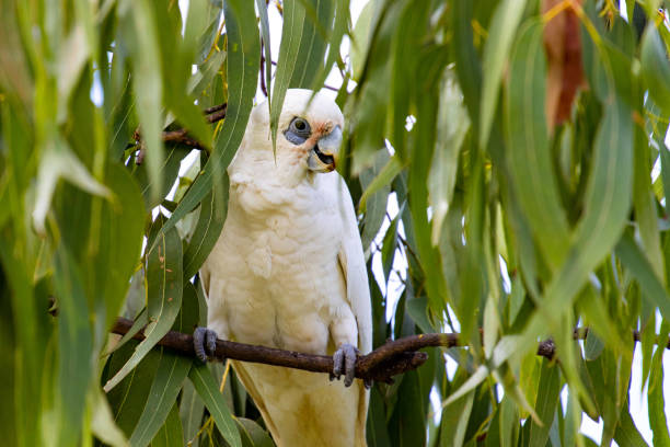 istock Cute adorable little corellas feeding on seeds spotted in  Queensland University campus, Brisbane, Australia 1742085477