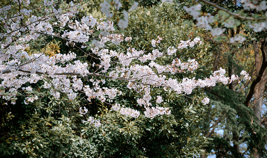 Cherry blossom season in Tokyo, Japan. Watching the cherry blossoms (hanami) is one of the biggest festivals in Japan.