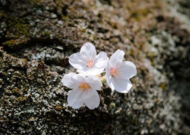 istock Cherry blossom season in Tokyo, Japan 1742086029