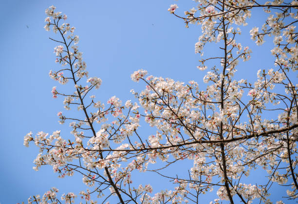 istock Cherry blossom season in Tokyo, Japan 1742086608