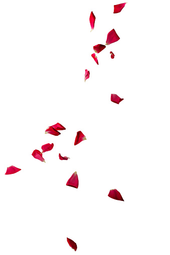 single petals of a red rose, clipart, isolated on a white background