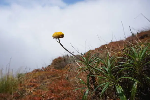 Yellow flower of Pale Everlasting, Button Everlasting, Yellow Paper-daisy (Helichrysum rutidolepis) against cloudy sky and red rocks on top of Lamb’s Head (kahlpahlim rock), davies creek national park, queensland, australia