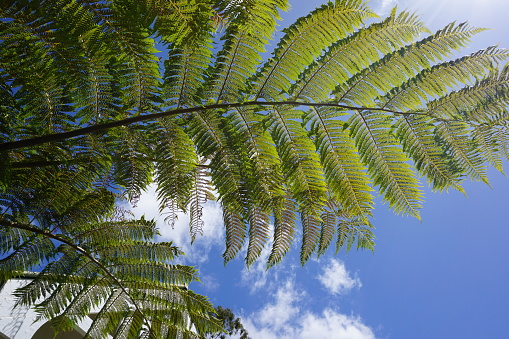 Giant leaves of Cyathea cooperi (Australian Tree Fern) against blue sky and sunshine