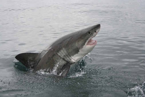 Great white shark nearby Dyer Island, South Africa