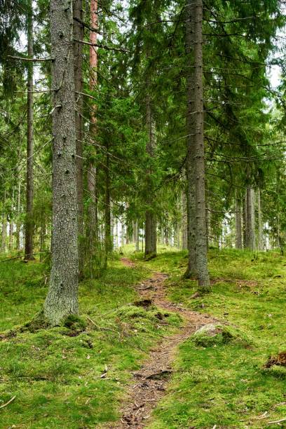 istock Scenic view of a pathway through a lush forest 1742107195