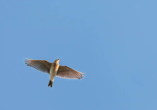 istock Eurasian Skylark, Alauda arvensis 1742109583