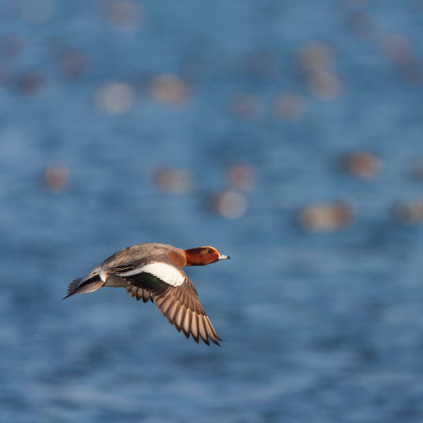 istock Eurasian Wigeon (Anas penelope) in the Netherlands. 1742109592