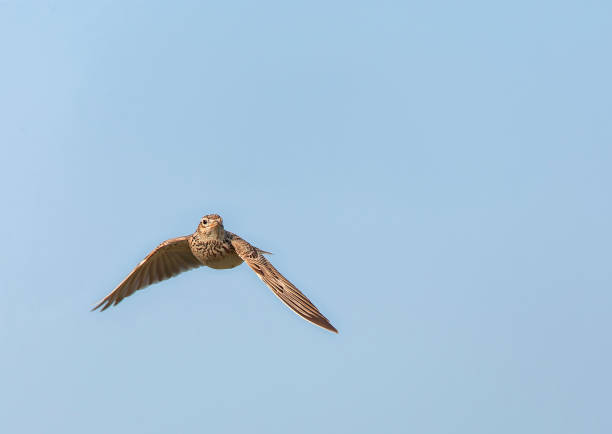 istock Eurasian Skylark, Alauda arvensis 1742109618