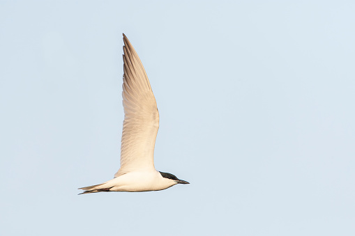 Adult Gull-billed Tern (Gelochelidon nilotica) in flight over Greek island Lesvos during spring migration.