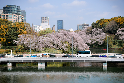 Tokyo, Japan - Apr 7, 2019. Street of Tokyo in blossom season. Watching the cherry blossoms (hanami) is one of the biggest festivals in Japan.