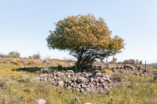 The lone tree is in the Yehudia National Nature Park in northern Israel