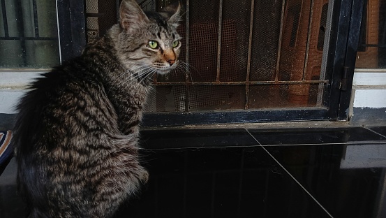 stray cat on the terrace of the house. tabby cat. stray cat.