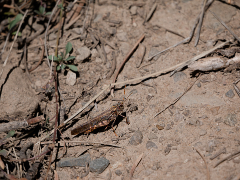 A brown grasshopper sits amongst twigs, leaves, and dust. It shows off its semi-iridescent coloration.