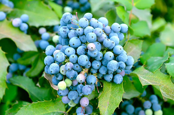 istock Mahonia Aquifolium 174212247