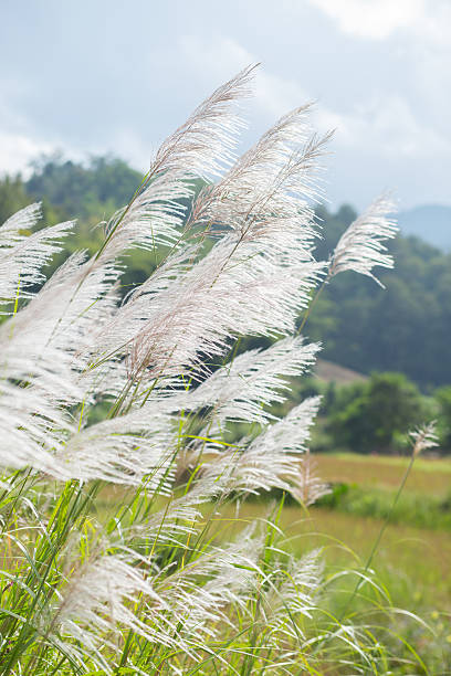 istock flower grass at the mountain 174212706