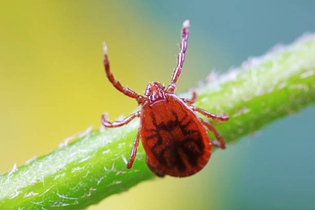 istock Ticks live on wild plants in the North China Plain 1742127929