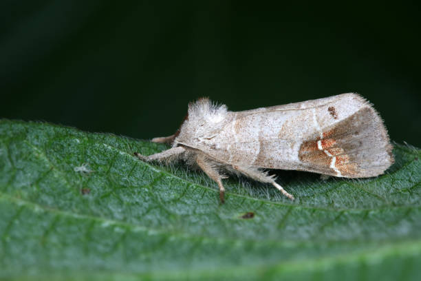 istock Moths on leaves in nature, North China Plain 1742131271