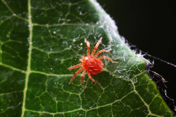 istock The red mite is found on wild plants in North China 1742137325