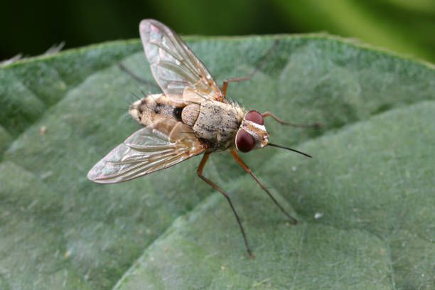 istock Flies on plants in the nature, North China Plain 1742141039