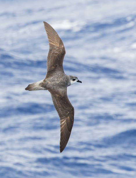 istock Black-winged Petrel, Pterodroma nigripennis 1742149017