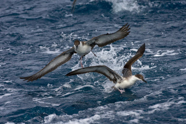 istock Grote Pijlstormvogel, Great Shearwater, Puffinus gravis 1742151909
