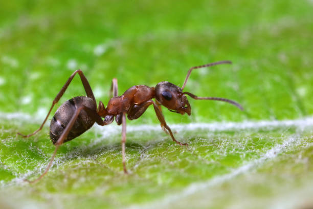 istock Ants on wild plants, North China 1742153522