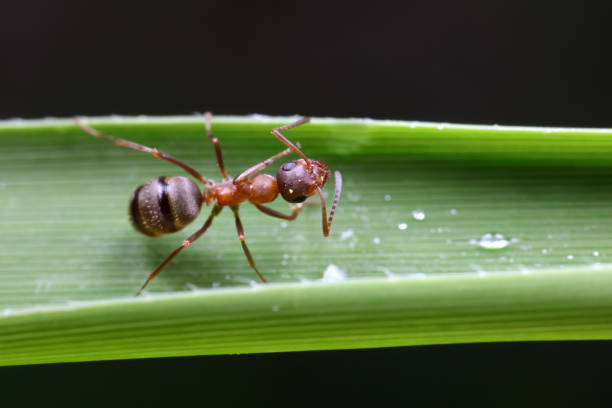 istock Ants on wild plants, North China 1742154029