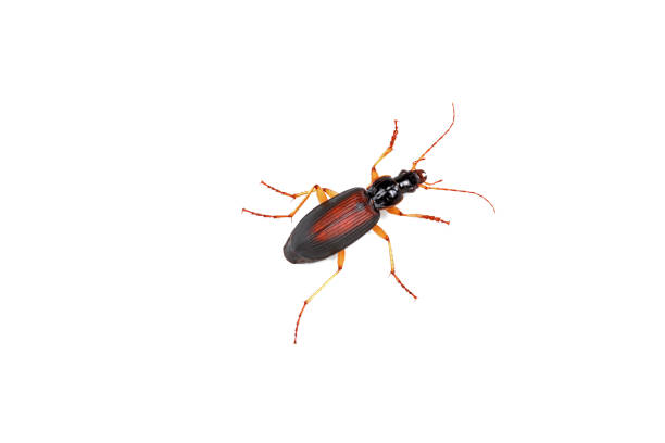 istock The carapace is on a white background 1742154588