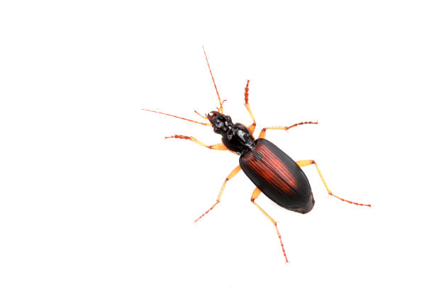 istock The carapace is on a white background 1742154833