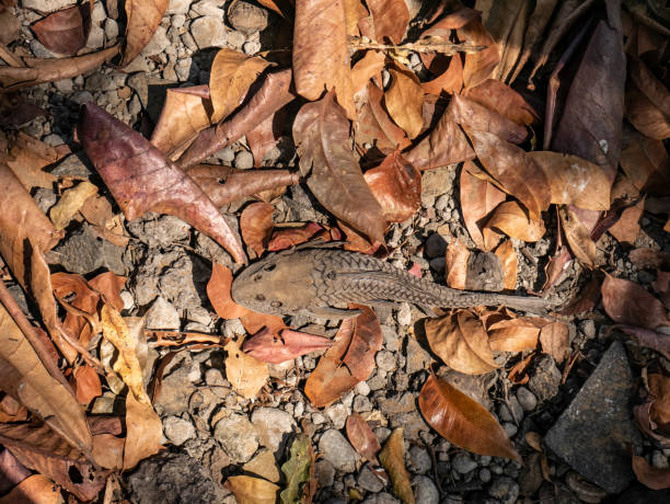 istock A dead, drying fish on gravel and leaves 1742158775