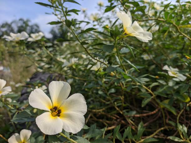 istock Turnera Subulata flower In The Morning 1742162614