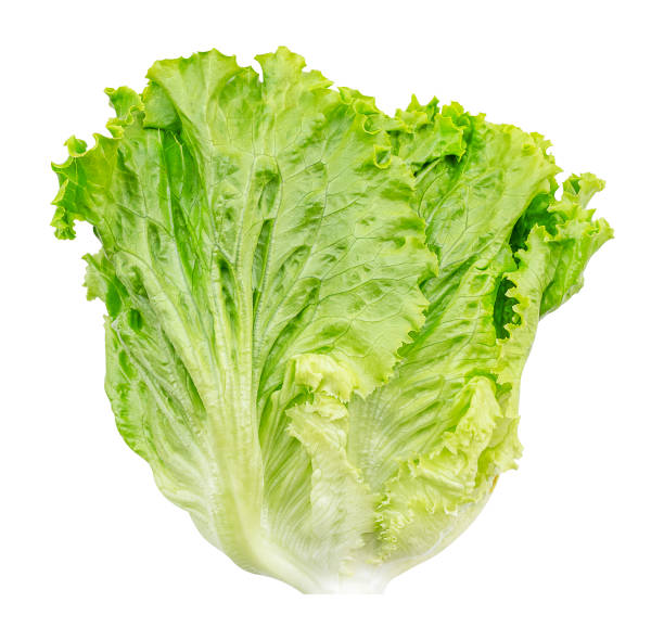 istock Green coral lettuce vegetable isolated on white background with clipping path 1742165725