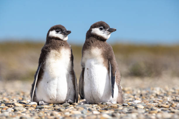 Two young Magellanic penguins standing upright